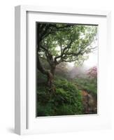 Craggy Gardens, Pisgah National Forest, North Carolina, USA-Adam Jones-Framed Photographic Print