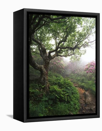 Craggy Gardens, Pisgah National Forest, North Carolina, USA-Adam Jones-Framed Stretched Canvas