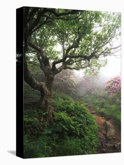 Craggy Gardens, Pisgah National Forest, North Carolina, USA-Adam Jones-Stretched Canvas