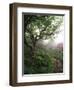 Craggy Gardens, Pisgah National Forest, North Carolina, USA-Adam Jones-Framed Premium Photographic Print