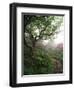 Craggy Gardens, Pisgah National Forest, North Carolina, USA-Adam Jones-Framed Premium Photographic Print