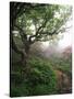 Craggy Gardens, Pisgah National Forest, North Carolina, USA-Adam Jones-Stretched Canvas