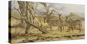 Zebras-Craig Bone-Stretched Canvas