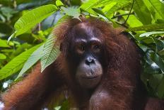 Orangutan (Pongo Pygmaeus) at the Sepilok Orangutan Rehabilitation Center-Craig Lovell-Photographic Print