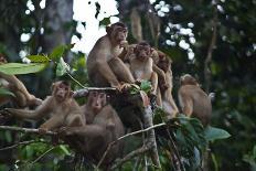 Troupe of Stump-Tailed Macaques (Macaca Arctoices)-Craig Lovell-Photographic Print