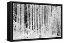 Framed Canvas