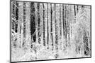 Wood Mount