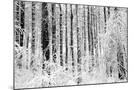 Wood Mount