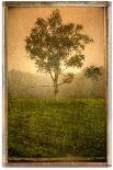 Tree Alone-Craig Satterlee-Photographic Print