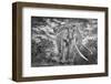 Craig the Elephant, largest Amboseli elephant, Amboseli National Park, Africa-John Wilson-Framed Photographic Print