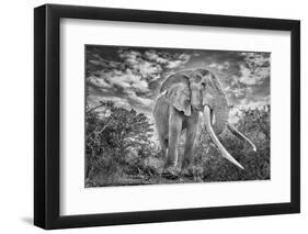 Craig the Elephant, largest Amboseli elephant, Amboseli National Park, Africa-John Wilson-Framed Photographic Print