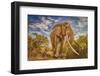 Craig the Elephant, largest Amboseli elephant, Amboseli National Park, Africa-John Wilson-Framed Photographic Print