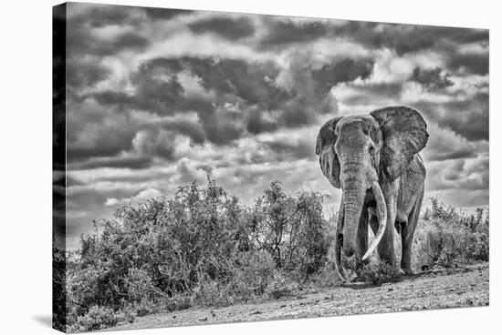 Craig the Elephant, largest Amboseli elephant, Amboseli National Park, Africa-John Wilson-Stretched Canvas