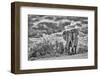 Craig the Elephant, largest Amboseli elephant, Amboseli National Park, Africa-John Wilson-Framed Photographic Print