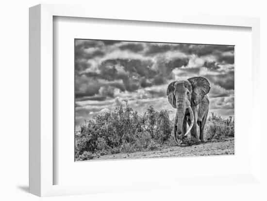 Craig the Elephant, largest Amboseli elephant, Amboseli National Park, Africa-John Wilson-Framed Photographic Print