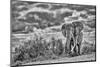 Craig the Elephant, largest Amboseli elephant, Amboseli National Park, Africa-John Wilson-Mounted Photographic Print