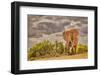 Craig the Elephant, largest Amboseli elephant, Amboseli National Park, Africa-John Wilson-Framed Photographic Print