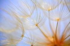 Close-Up of a Dandelion-Craig Tuttle-Photographic Print