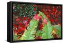 Framed Canvas