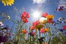 Tulips under Clear Sky-Craig Tuttle-Photographic Print