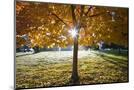 Wood Mount