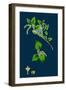 Crambe Maritima; Sea Kale-null-Framed Giclee Print