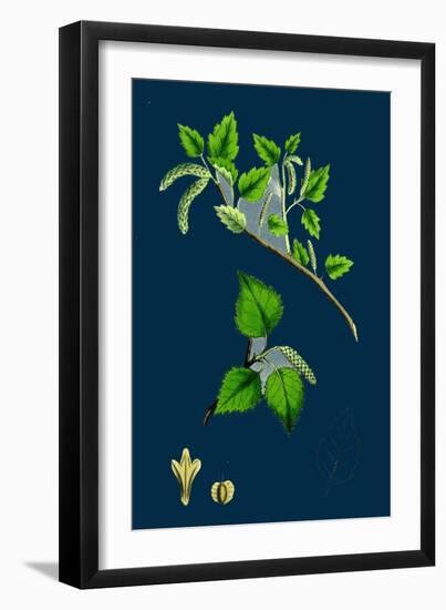 Crambe Maritima; Sea Kale-null-Framed Giclee Print