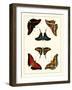 Cramer Butterflies II-Pieter Cramer-Framed Art Print