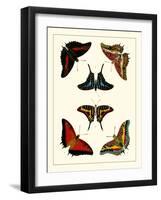 Cramer Butterflies II-Pieter Cramer-Framed Art Print