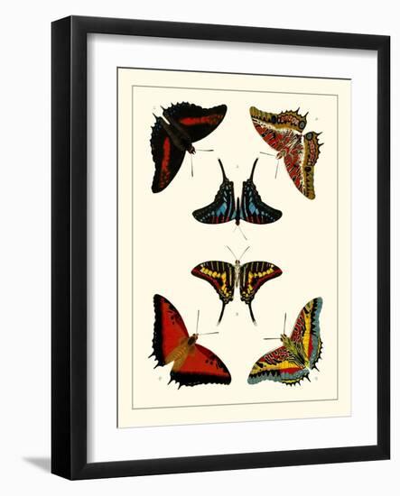 Cramer Butterflies II-Pieter Cramer-Framed Art Print