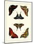 Cramer Butterflies II-Pieter Cramer-Mounted Art Print