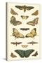 Cramer Butterfly Panel I-Pieter Cramer-Stretched Canvas