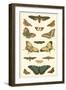 Cramer Butterfly Panel I-Pieter Cramer-Framed Art Print