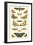 Cramer Butterfly Panel I-Pieter Cramer-Framed Art Print