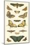 Cramer Butterfly Panel I-Pieter Cramer-Mounted Art Print