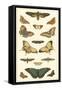 Cramer Butterfly Panel I-Pieter Cramer-Framed Stretched Canvas