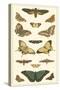 Cramer Butterfly Panel I-Pieter Cramer-Stretched Canvas