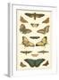 Cramer Butterfly Panel I-Pieter Cramer-Framed Art Print