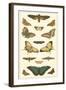 Cramer Butterfly Panel I-Pieter Cramer-Framed Art Print