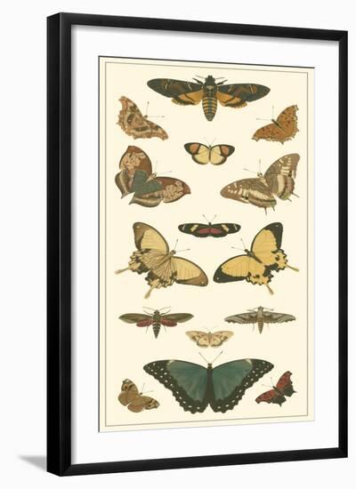 Cramer Butterfly Panel I-Pieter Cramer-Framed Art Print