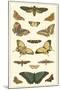 Cramer Butterfly Panel I-Pieter Cramer-Mounted Art Print