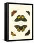 Cramer Butterfly Study I-Pieter Cramer-Framed Stretched Canvas