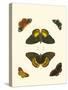 Cramer Butterfly Study I-Pieter Cramer-Stretched Canvas