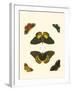 Cramer Butterfly Study I-Pieter Cramer-Framed Art Print