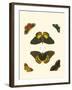 Cramer Butterfly Study I-Pieter Cramer-Framed Art Print