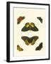 Cramer Butterfly Study I-Pieter Cramer-Framed Art Print