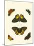 Cramer Butterfly Study I-Pieter Cramer-Mounted Art Print