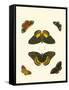 Cramer Butterfly Study I-Pieter Cramer-Framed Stretched Canvas