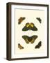 Cramer Butterfly Study I-Pieter Cramer-Framed Art Print