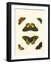 Cramer Butterfly Study I-Pieter Cramer-Framed Art Print